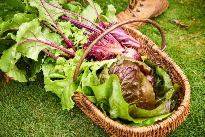 Basket of fresh leafy greens and beets on grass.