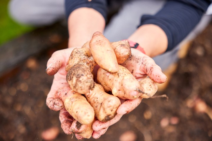 Hands holding freshly harvested, dirt-covered potatoes.