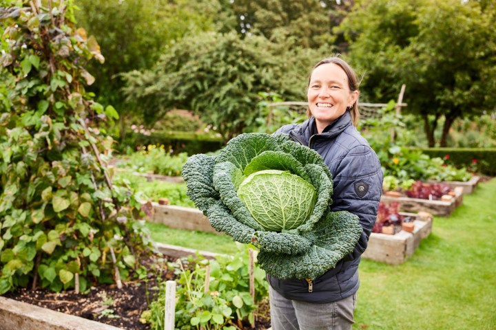 Person holding a large cabbage in a garden with raised beds.
