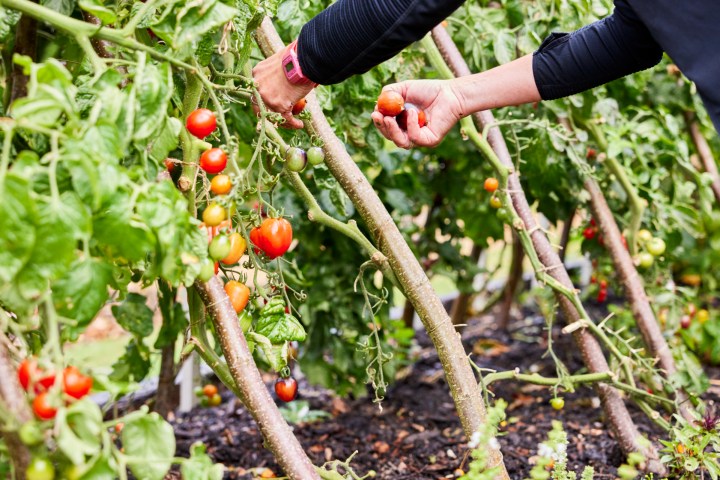 Person harvesting ripe tomatoes from garden plants.